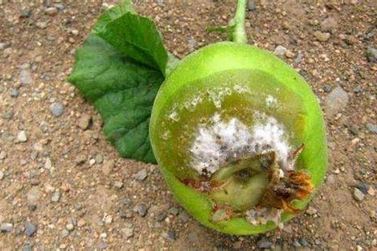 如何给甜瓜施肥