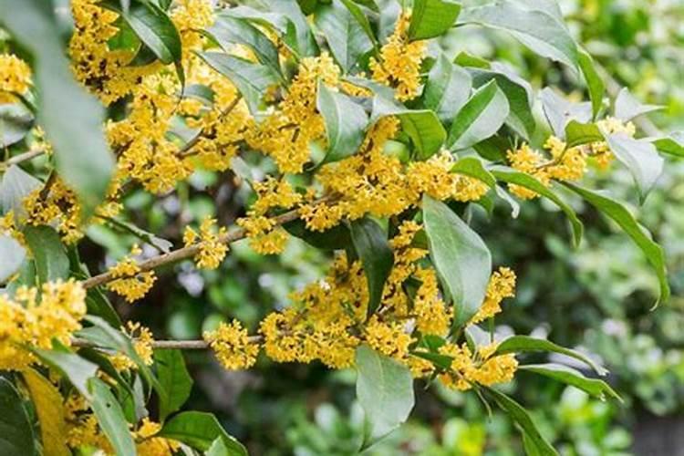 桂花树家养方法