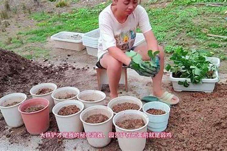 种草莓需要什么肥料