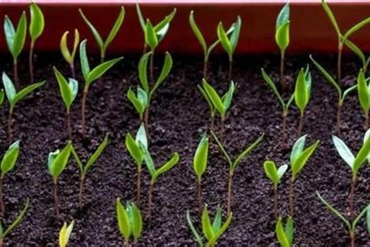 辣椒磷钾肥施用量