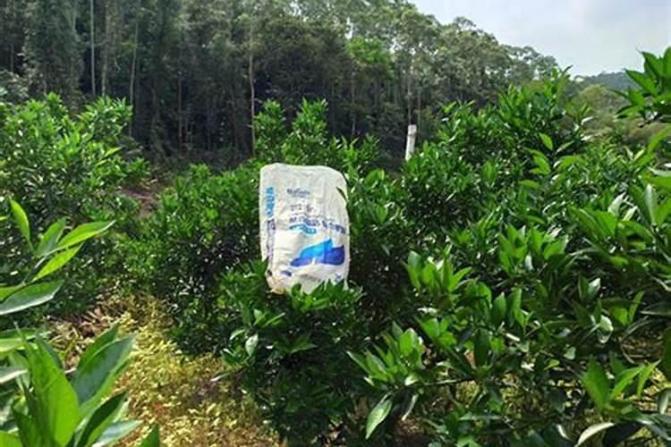 桃树月子肥施什么肥好？