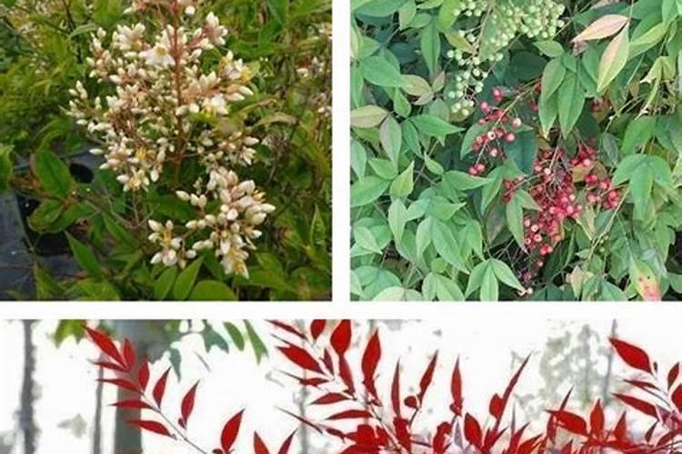 火焰南天竹怎样养殖