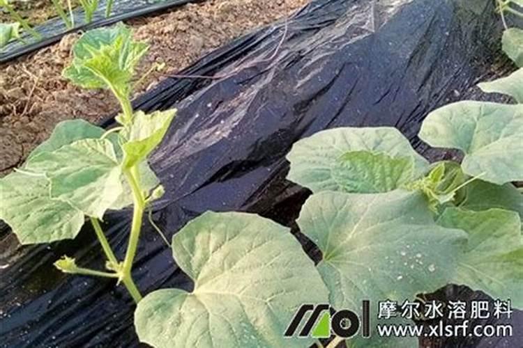 打瓜秧子死咋回事