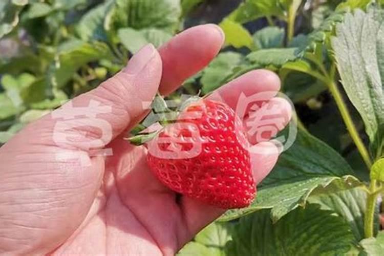 种草莓施什么肥才甜