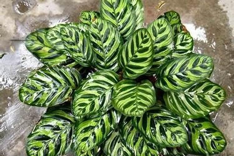 什么东西被叫做鞣酸