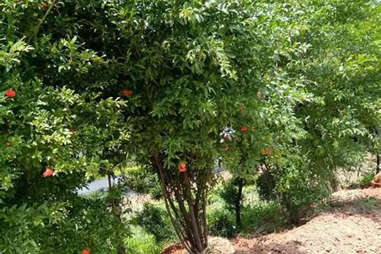 四季红石榴套袋后可施钾肥吗？