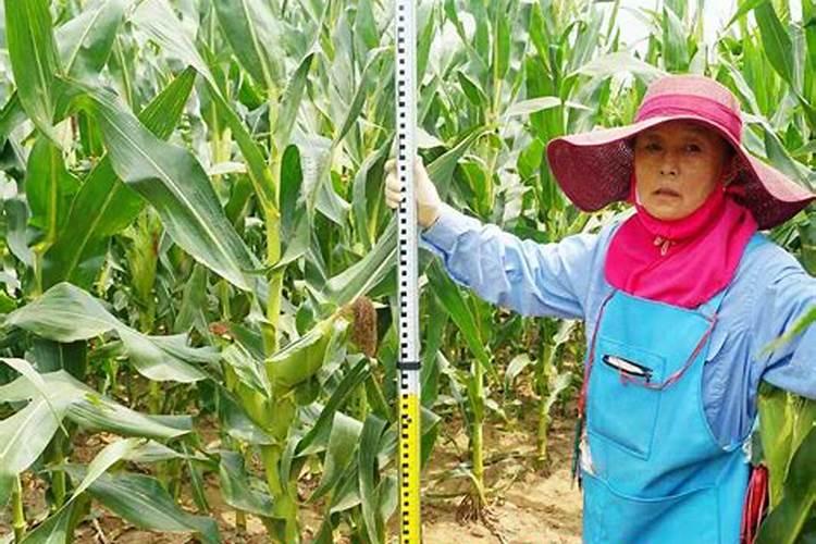 小麦倒伏最忌三种肥料