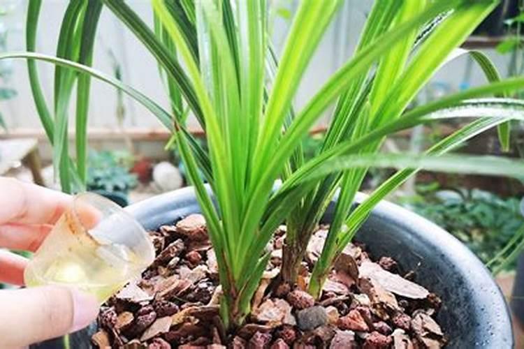 用什么水浇灌兰花可以促进快速生长