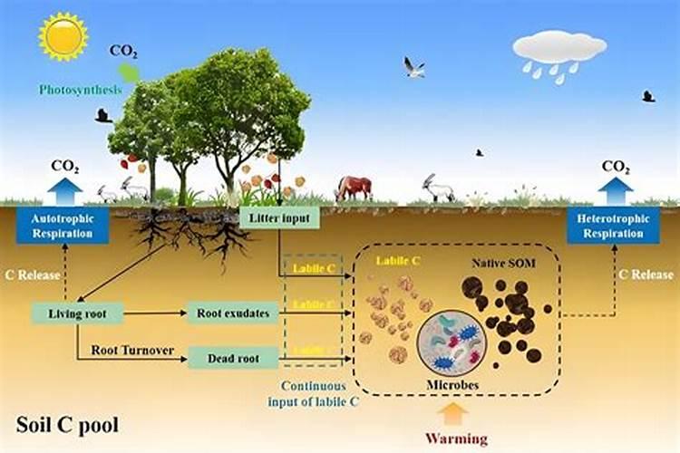 土壤肥力包括哪些