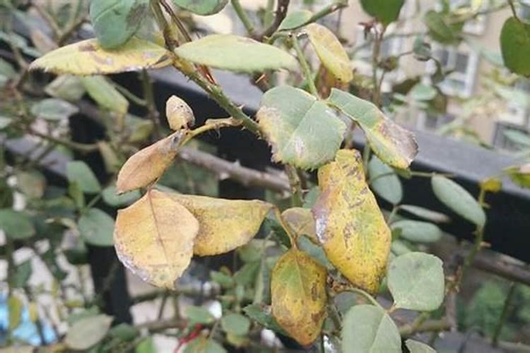 地栽月季春天施什么肥