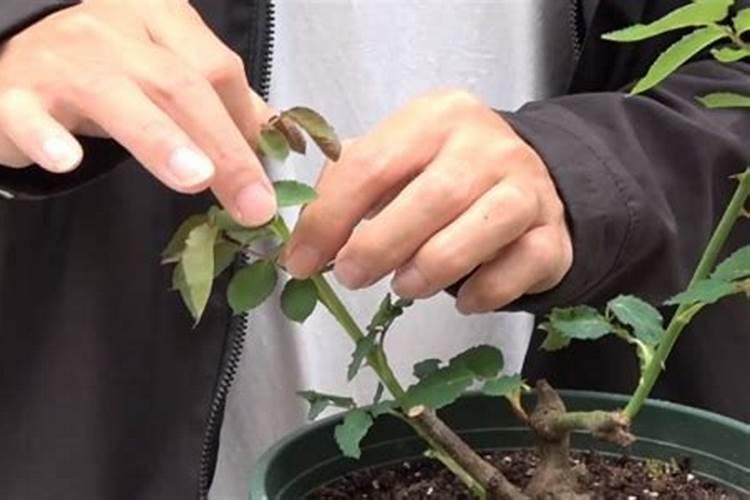 月季什么时候可以施肥