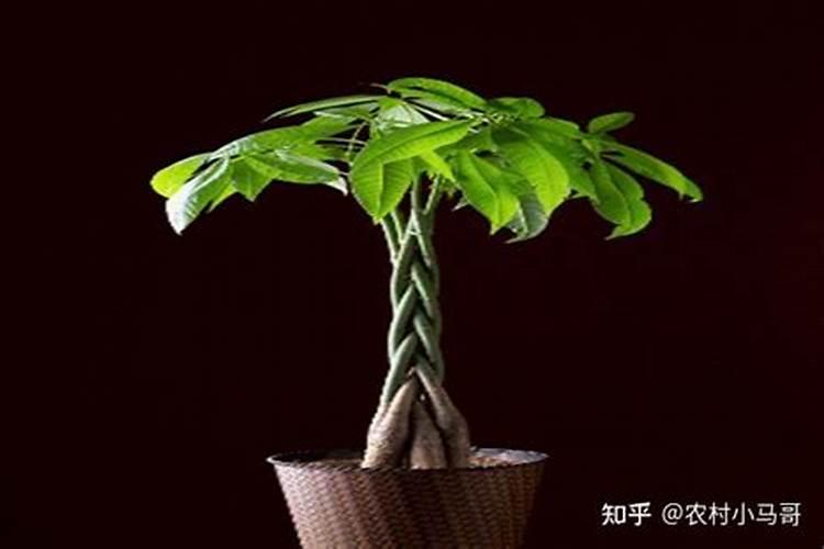 发财树如何施肥