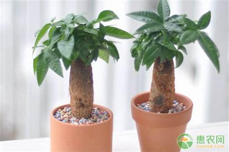 发财树怎样施肥