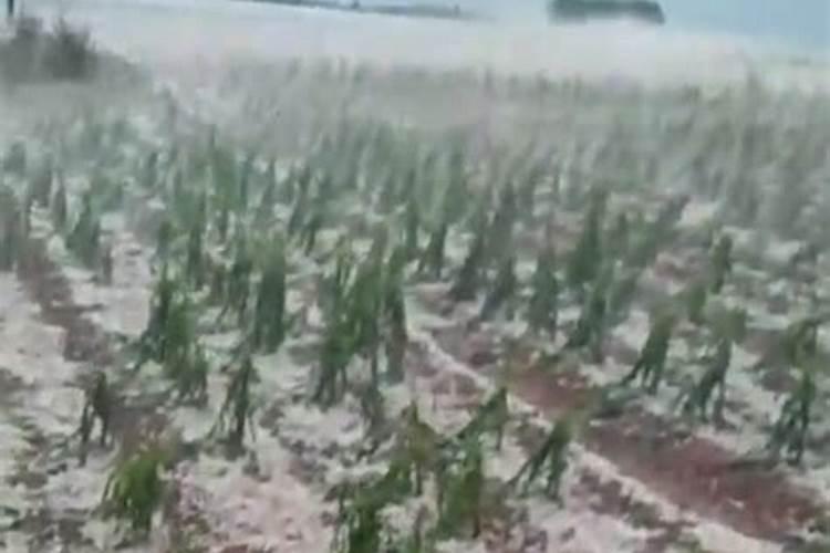 新高脂膜的具体作用