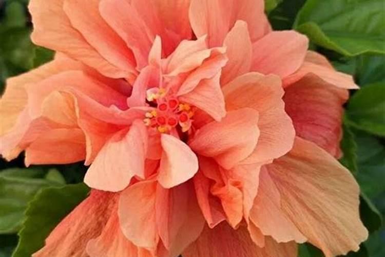 花期最长的花就是它,1年能开365天,一朵比拳头还大!