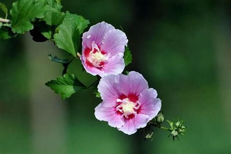 开花时间最长的花是它一年可以开365天一朵花比拳头还大!