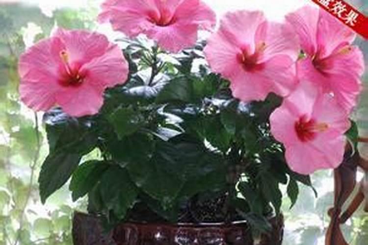 适合冬天种的花卉有哪一些？