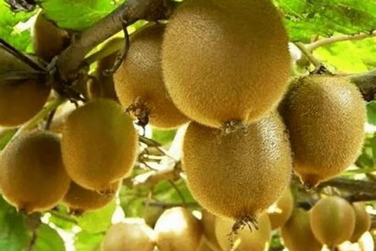 猕猴桃用什么肥料果实更甜 如何合理施肥