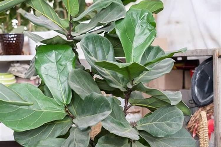 琴叶榕怎么养
