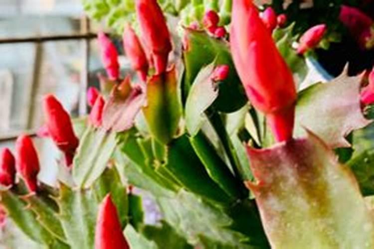 蟹爪兰倒盆加什么底肥