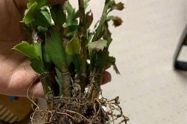 蟹爪兰底肥放什么肥好(底肥施用方法)