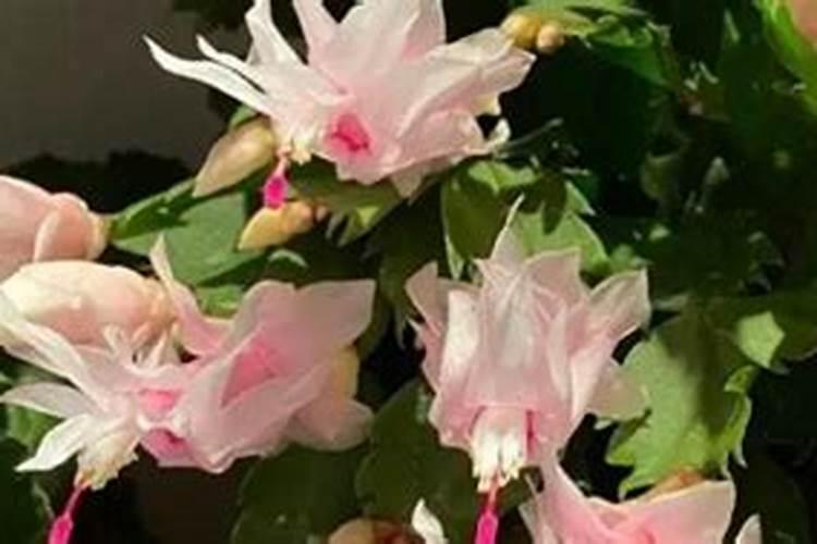 蟹爪兰底肥放什么肥好(底肥施用方法)