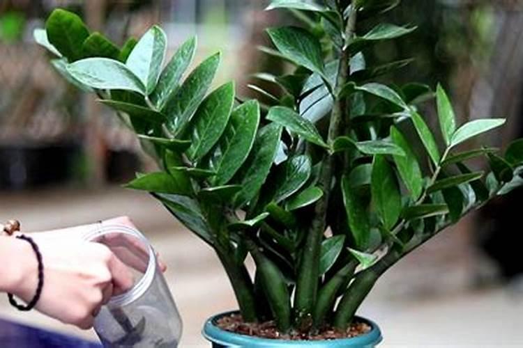 怎样使金钱树叶子更绿 方法是什么