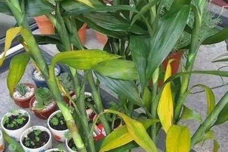 富贵竹怎么施肥