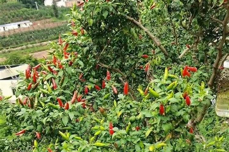 辣椒初花期浇施复合肥亩量多少？