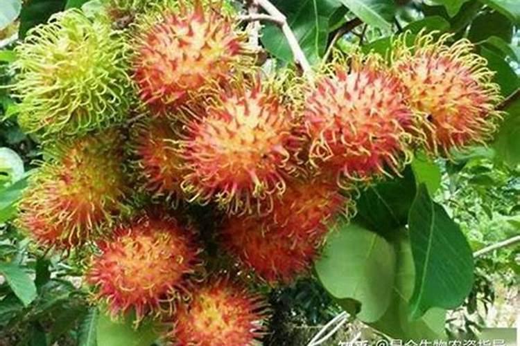 什么肥料果实膨大效果最好？