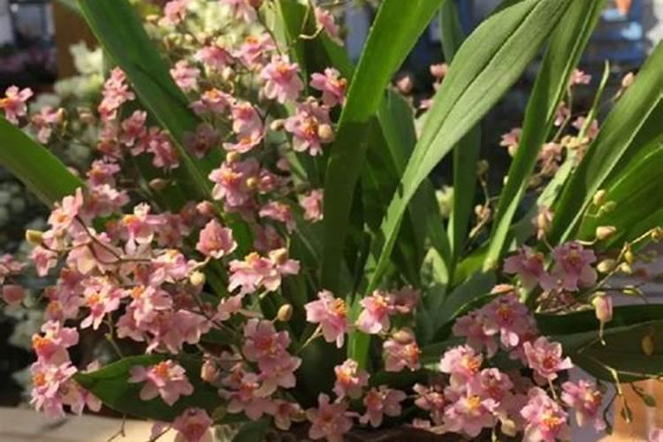 石斛用什么肥料？