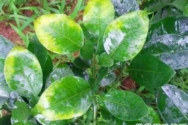 钙镁磷肥对柑橘的作用及功能