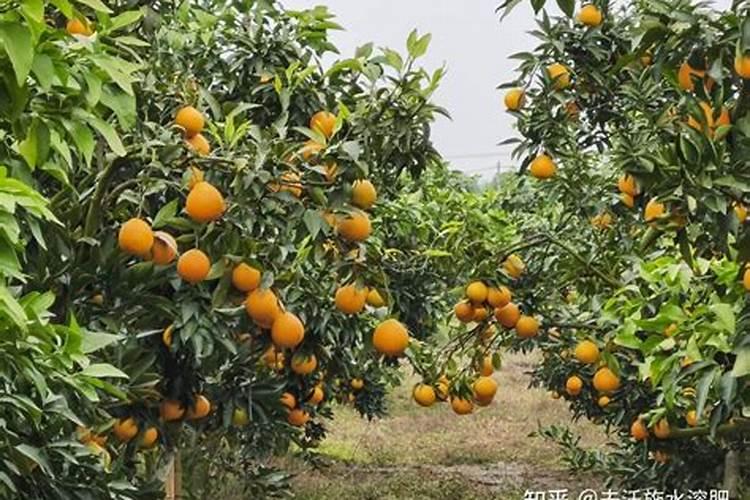 种植沃柑施肥时间和方法