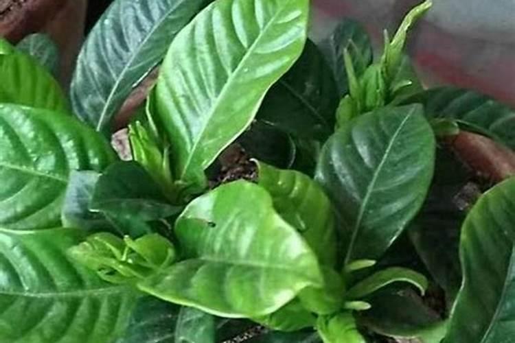 哪些花需要浇硫酸亚铁？