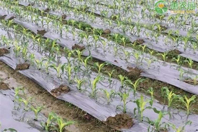 稻田玉米间种大豆配晚稻如何合理施肥？