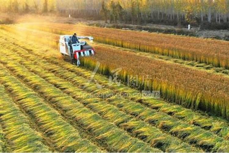 麦田磷肥肥效低,如何提高麦田磷肥肥效？