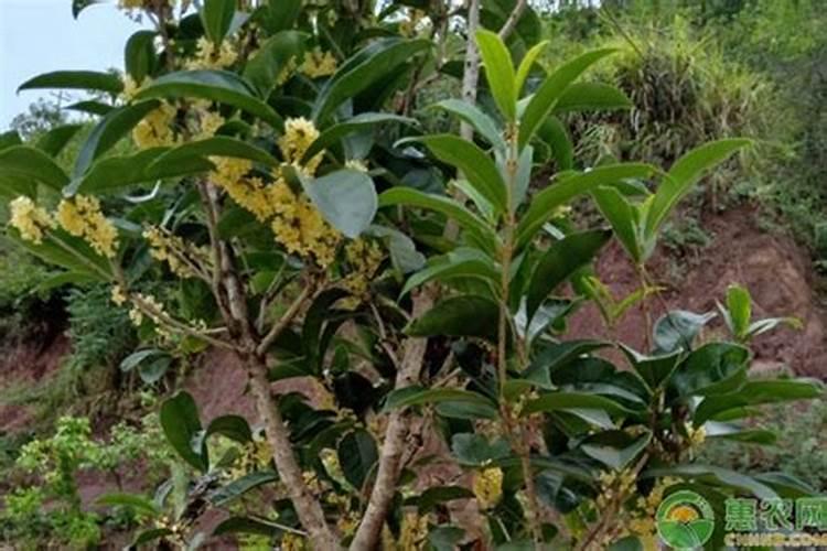 土豆膨大用哪种钾肥好