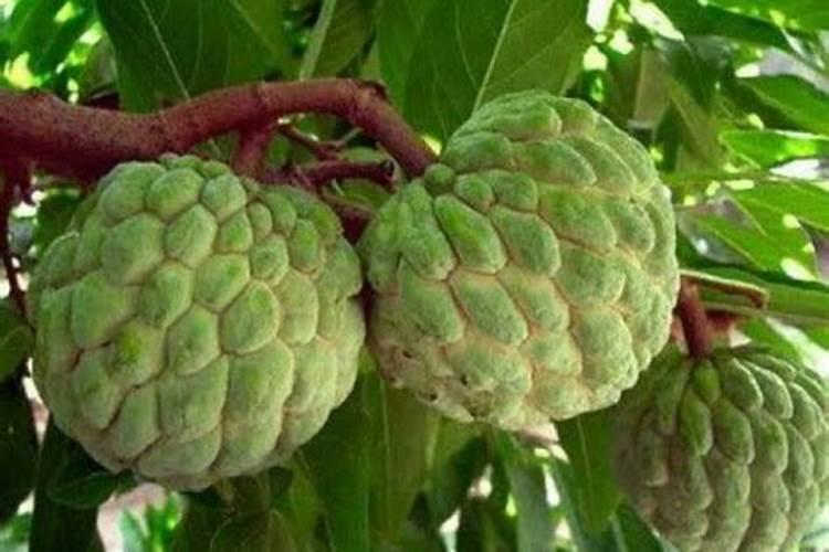 释迦果树花雷期可环扎保果吗