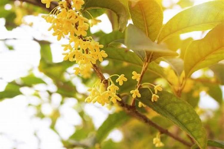 硅谷肥料怎么样？有机硅水溶肥总养分151515 总≥45%价格怎么样？肥料怎 ...