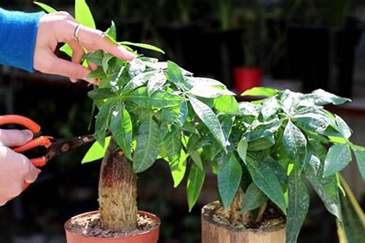 发财树浇什么肥料好