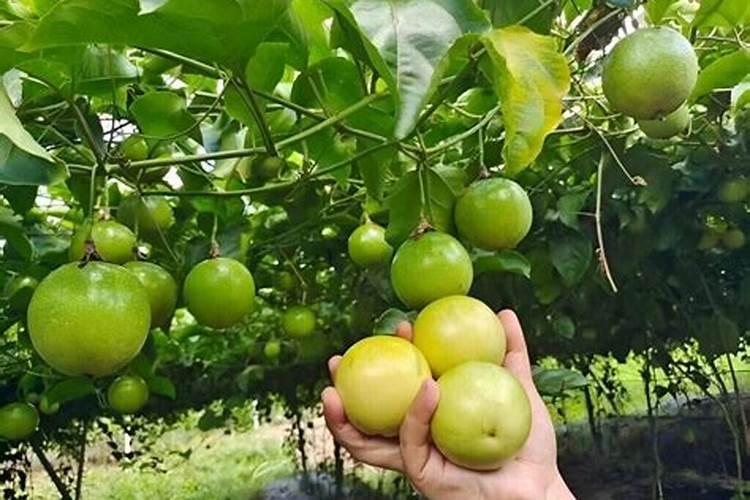 种百香果施什么肥