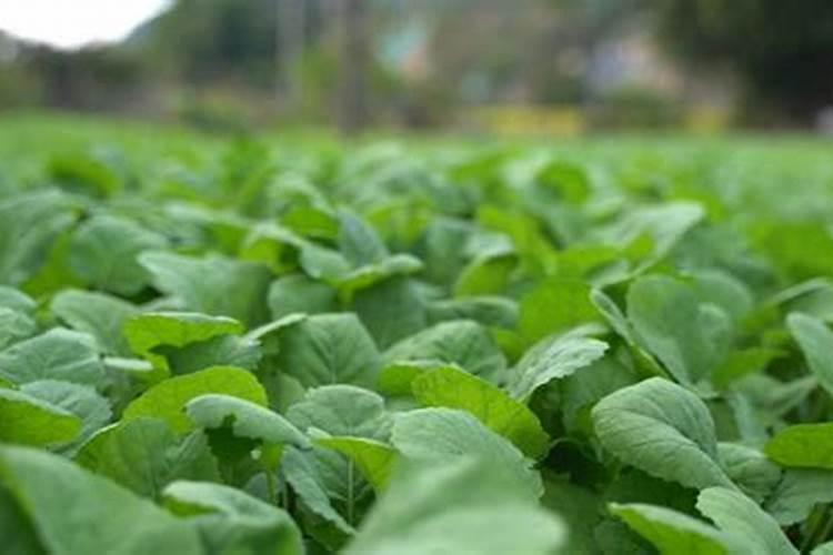 油菜施肥时间及方法