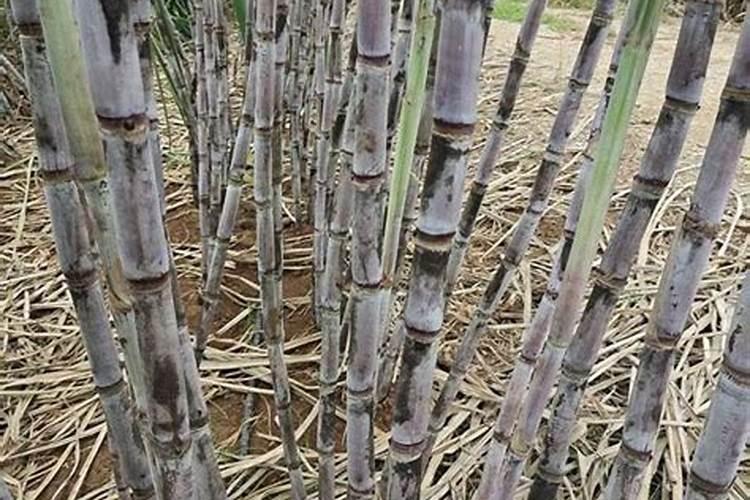 种甘蔗用什么肥料最好