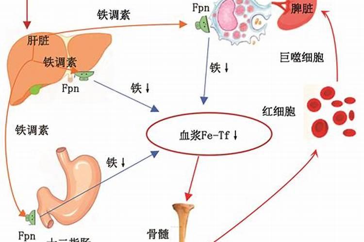 吃的铁和铁锅的铁是一样的么