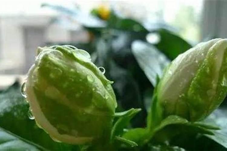 绣球可以用醋调色吗