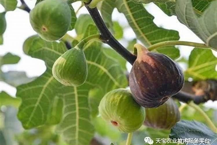 请问:种的无花果为什么末成熟就会裂开？有什么办法解决？