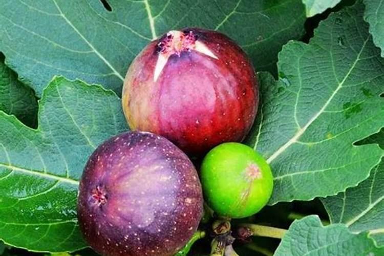 无花果最好的肥料是什么