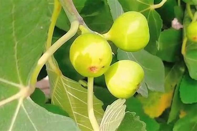 无花果施什么肥好