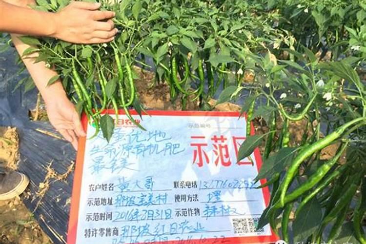 辣椒生长需要什么肥料