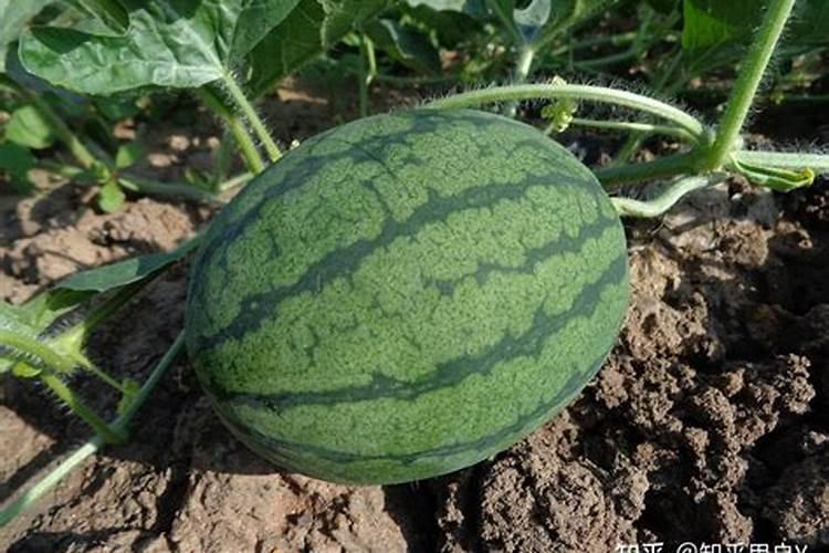 种植西瓜用什么肥料最佳？不同生长阶段,巧施肥料